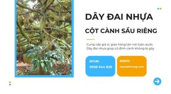 Bán dây đai nhựa cột cành sầu riêng tại Gia Lai