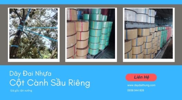 Dây đai nhựa cột sầu riêng tại Lâm Đồng