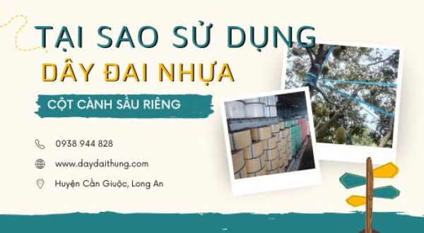 Tại sao nên sử dụng dây đai nhựa cột cành sầu riêng